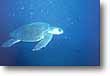 En los escarpados e impresionantes acantilados se pueden encontrar tortugas marinas