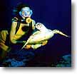 Existen gran variedad de fauna en las profundidades de las bah�as, con un poco de suerte usted de puede topar con una tortuga marina