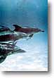 Existen sitios interesantes de buceo para la exploraci�n en donde nos pudi�ramos encontrar con delfines